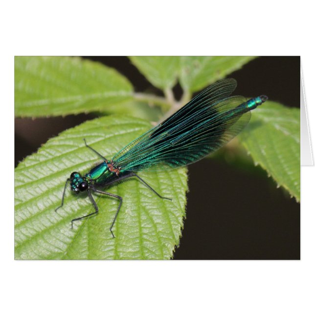 Dragonfly (Voorkant Horizontaal)