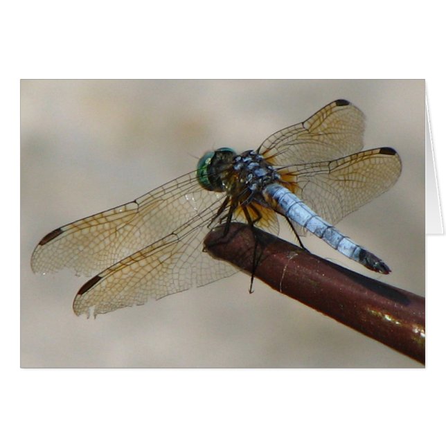 Dragonfly (Voorkant Horizontaal)
