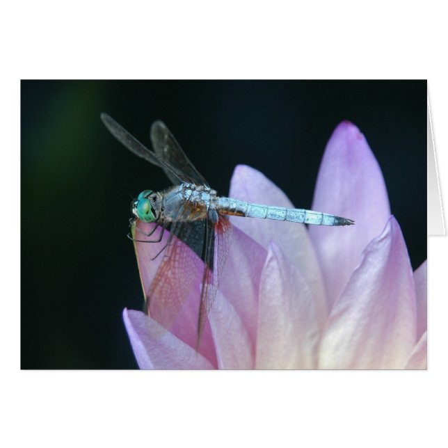 Dragonfly 1 (Voorkant Horizontaal)