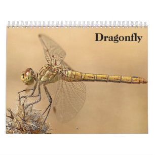 Dragonfly 2025 kalender