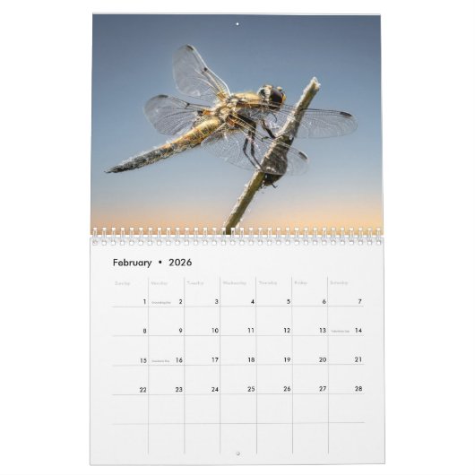 Dragonfly 2025 kalender (Feb 2026)