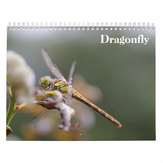 Dragonfly 2025 kalender (Hoes)