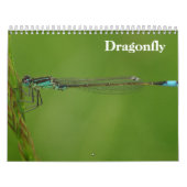 Dragonfly 2026 kalender (Hoes)