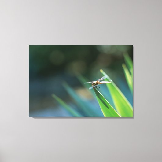 Dragonfly 2 canvas afdruk (Voorkant)