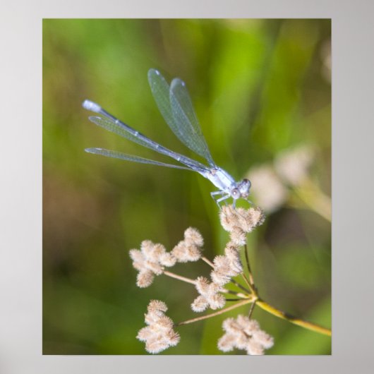 Dragonfly #2 poster (Voorkant)