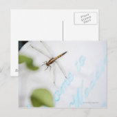 Dragonfly 4 briefkaart (Voorkant / Achterkant)