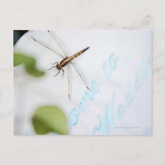 Dragonfly 4 briefkaart (Voorkant)