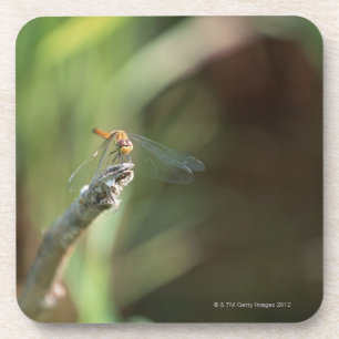 Dragonfly 5 bier onderzetter