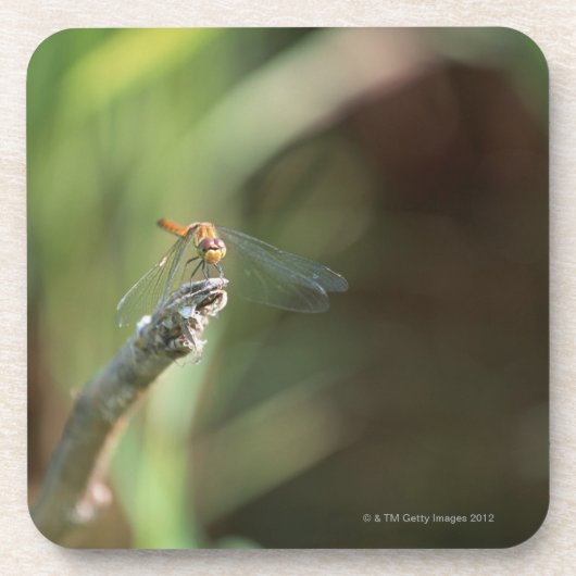 Dragonfly 5 bier onderzetter (Voorkant)