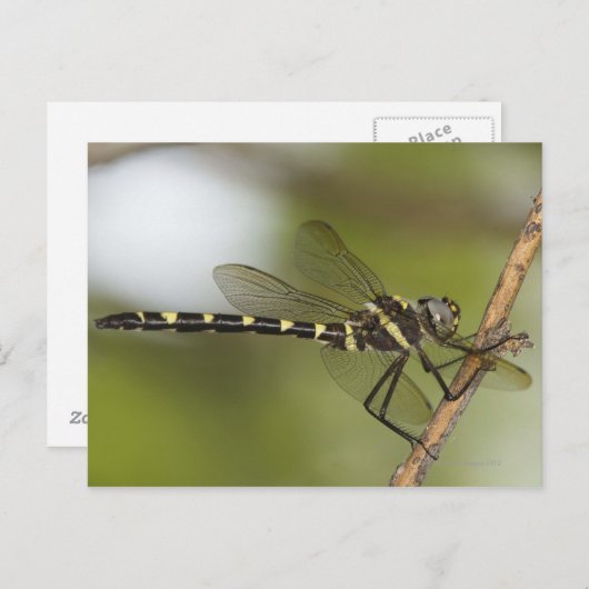 Dragonfly 5 briefkaart (Voorkant / Achterkant)