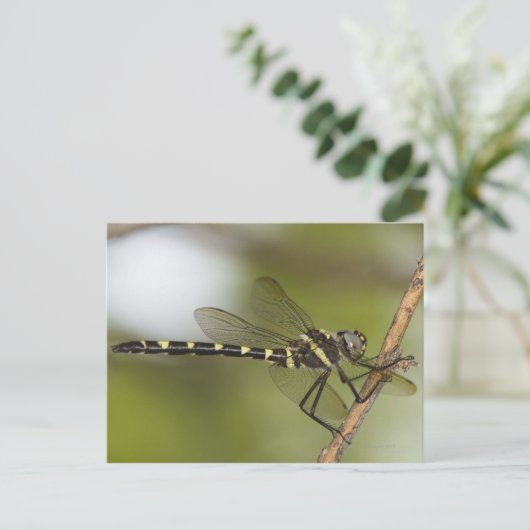 Dragonfly 5 briefkaart (Staand voorkant)