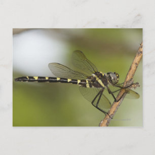 Dragonfly 5 briefkaart