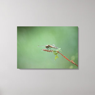 Dragonfly 5 canvas afdruk