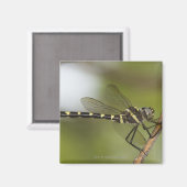 Dragonfly 5 magneet (Voorkant / Achterkant)