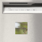 Dragonfly 5 magneet (Insitu (Vaatwasser))