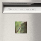 Dragonfly 5 magneet (Insitu (Vaatwasser))