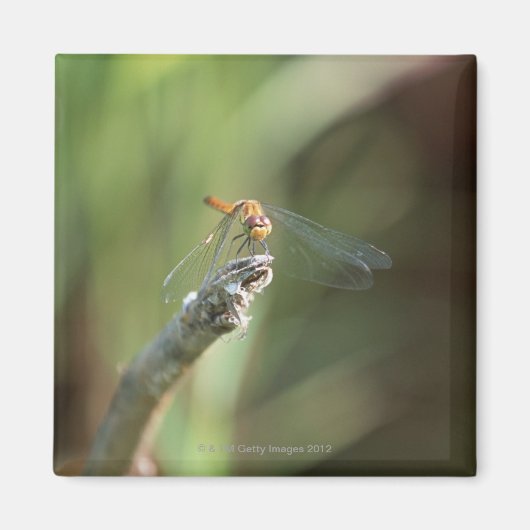 Dragonfly 5 magneet (Voorkant)