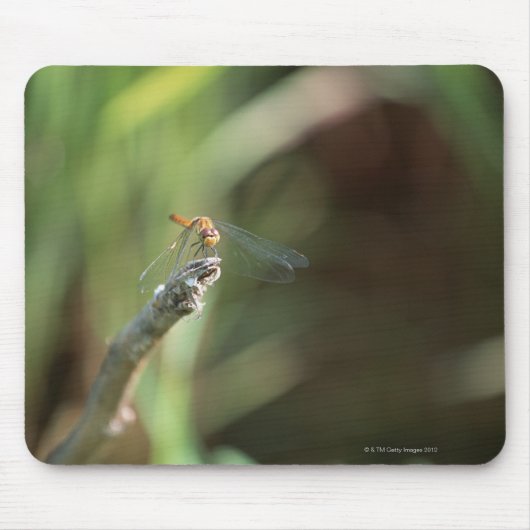 Dragonfly 5 muismat (Voorkant)
