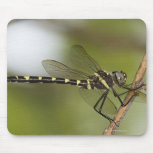 Dragonfly 5 muismat