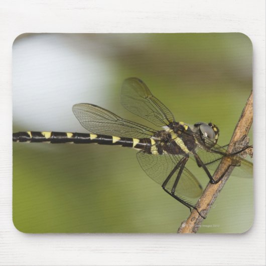 Dragonfly 5 muismat (Voorkant)