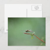 Dragonfly 6 briefkaart (Voorkant / Achterkant)
