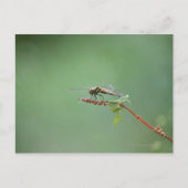 Dragonfly 6 briefkaart (Voorkant)