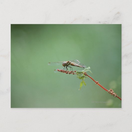 Dragonfly 6 briefkaart (Voorkant)