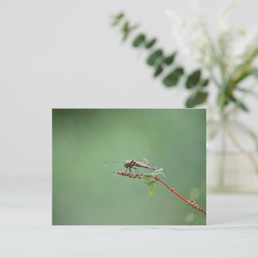 Dragonfly 6 briefkaart (Staand voorkant)