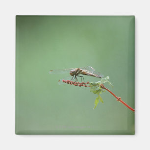 Dragonfly 6 magneet
