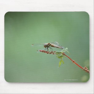 Dragonfly 6 muismat