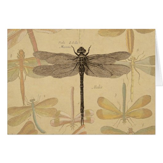 Dragonfly  Antiek Classic Natuur (Voorkant Horizontaal)
