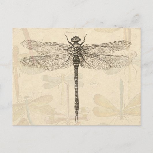 Dragonfly  Antiek Classic Natuur Briefkaart (Voorkant)