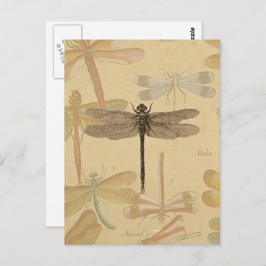 Dragonfly  Antiek Classic Natuur Briefkaart (Voorkant / Achterkant)