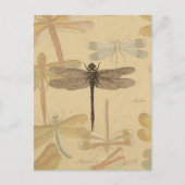 Dragonfly  Antiek Classic Natuur Briefkaart (Voorkant)