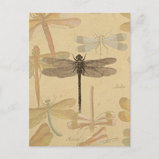 Dragonfly  Antiek Classic Natuur Briefkaart (Voorkant)
