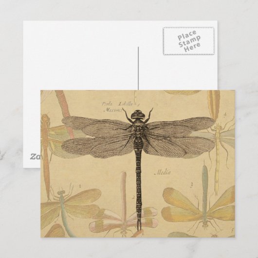 Dragonfly  Antiek Classic Natuur Briefkaart (Voorkant / Achterkant)