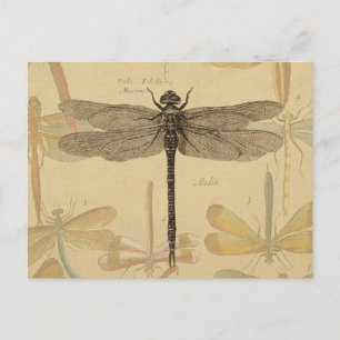 Dragonfly  Antiek Classic Natuur Briefkaart