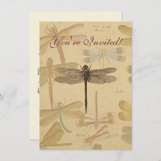 Dragonfly  Antiek Classic Natuur Kaart (Voorkant / Achterkant)