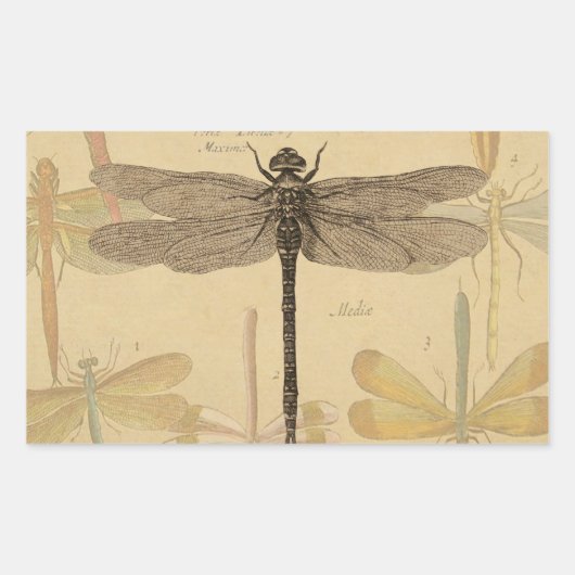 Dragonfly  Antiek Classic Natuur Rechthoekige Sticker (Voorkant)