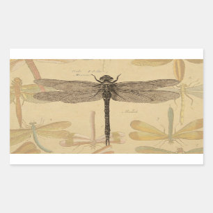 Dragonfly  Antiek Classic Natuur Rechthoekige Sticker