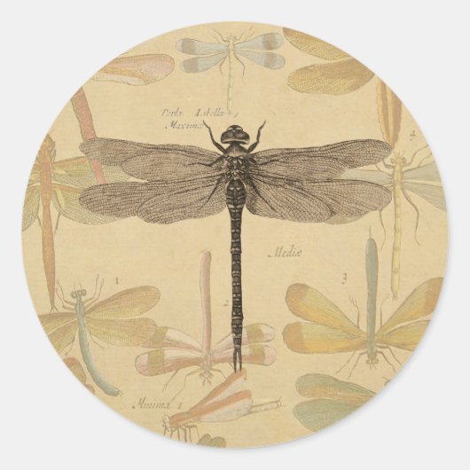 Dragonfly  Antiek Classic Natuur Ronde Sticker (Voorkant)