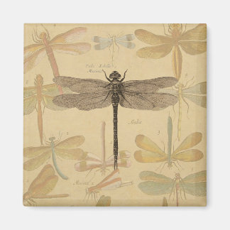 Dragonfly Antiek Klassieke tekening Magneet