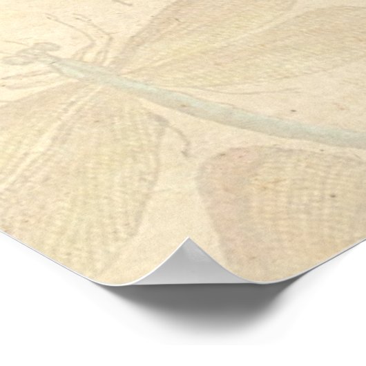 Dragonfly  Antiek Klassieke tekening Poster (Hoek)