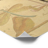 Dragonfly  Antiek Klassieke tekening Poster (Hoek)