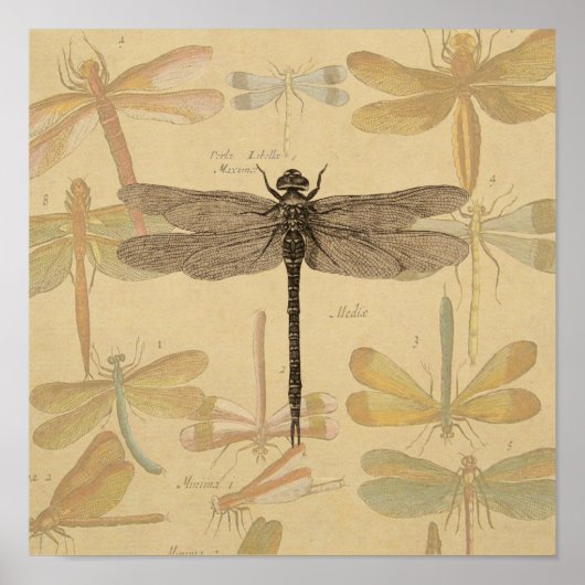 Dragonfly  Antiek Klassieke tekening Poster (Voorkant)