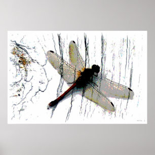 Dragonfly Art fotografie Poster