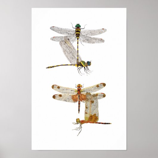 Dragonfly Art Poster (Voorkant)