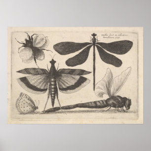  dragonfly bee Insect Entomology Print (61)