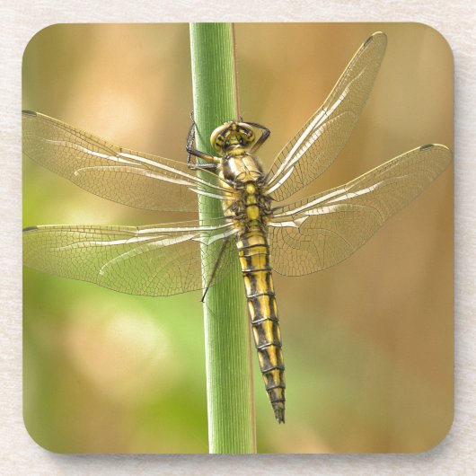 Dragonfly Bier Onderzetter (Voorkant)