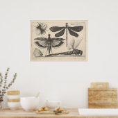  dragonfly bijen Entomologie afdrukken (61) Poster (Keuken)